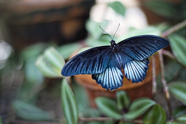 black and blue butterfly